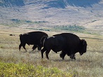 buffalo ranch montana